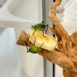 Siliquofera grandis, cavalletta gigante dal cappuccio