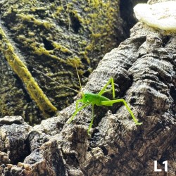 Siliquofera grandis, cavalletta gigante dal cappuccio