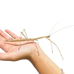 Phaenopharos khaoyaiensis