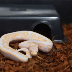 HabiStat Coir Husk, in chips, 500g