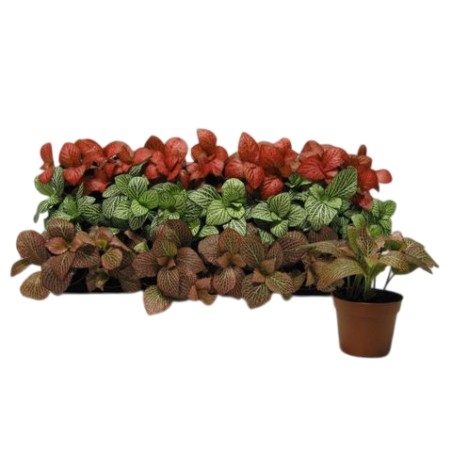 Fittonia MIX