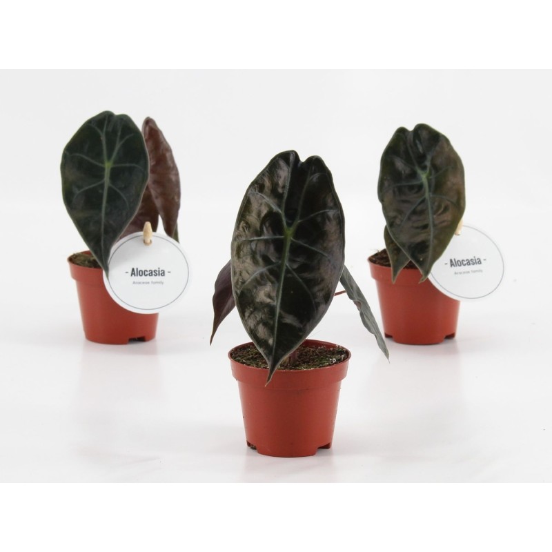 Alocasia suhirmaniana 'Red Petiole'