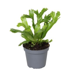 Felce Asplenium antiquum 'Leslie'