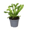 Felce Asplenium antiquum 'Leslie'