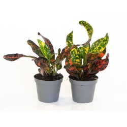 Codiaeum variegatum 'Bush on Fire'