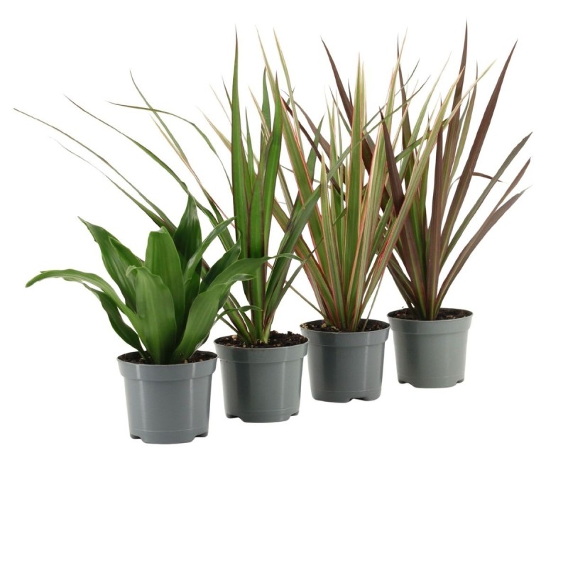 Dracaena MIX