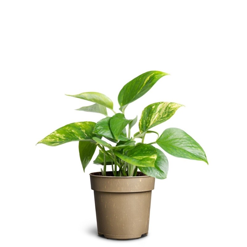 Pothos - Epipremnum pinnatum