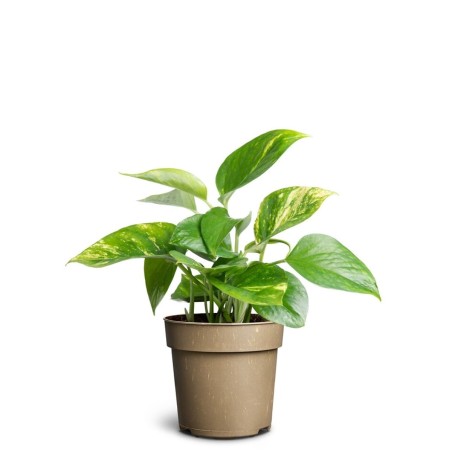 Pothos - Epipremnum pinnatum