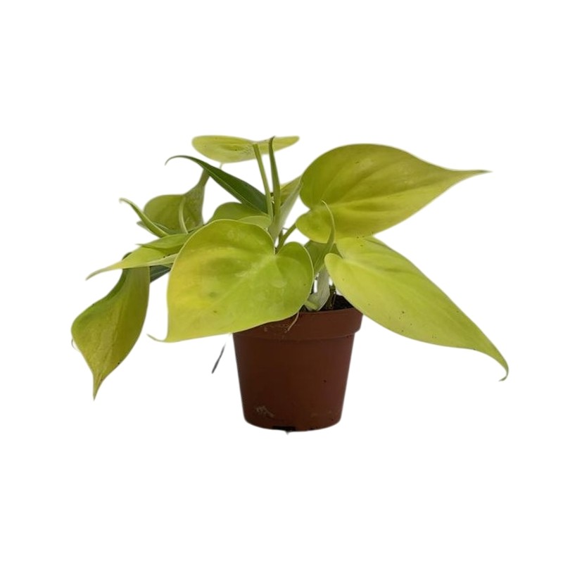 Epipremnum pinnatum 'Golden Pothos'