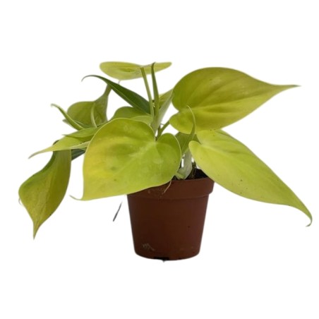Epipremnum pinnatum 'Golden Pothos'