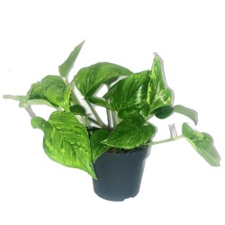 Epipremnum pinnatum Marble green