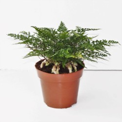 Humata tyermannii - felce tarantola