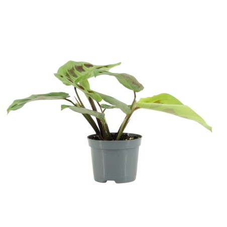 Maranta leuconeura 'Kerchoveana'