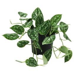 Scindapsus pictus 'Argyraeus'