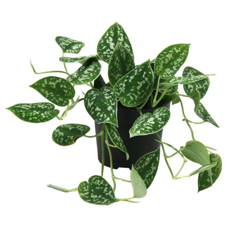 Scindapsus pictus 'Argyraeus'