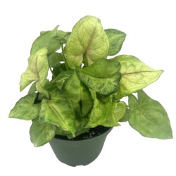 -.- Syngonium podophyllum