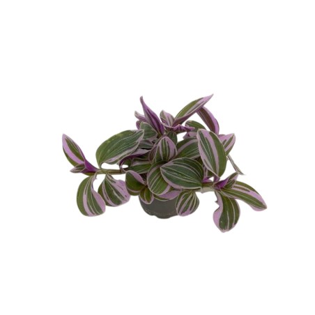 Tradescantia Rosa Sunrise
