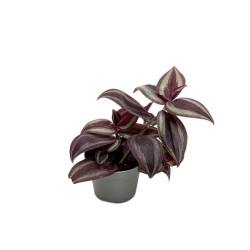 Tradescantia albiflora