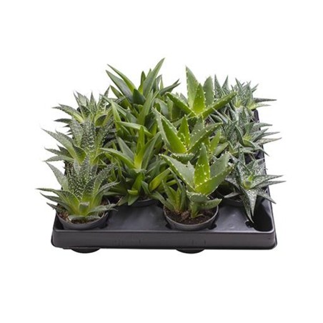 Piante Succulente mix