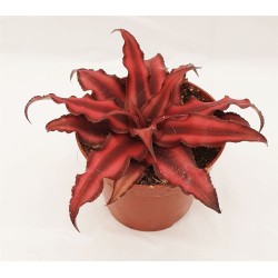 Cryptanthus bivittatus 'Red Star'
