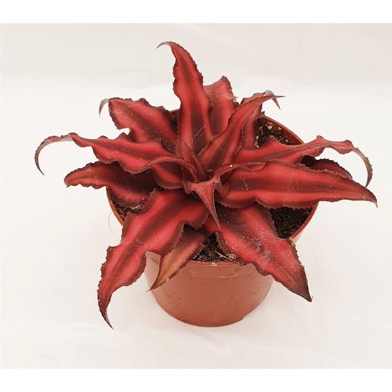 Cryptanthus bivittatus 'Red Star'