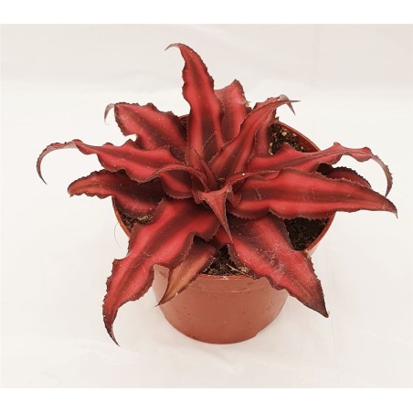 Cryptanthus bivittatus 'Red Star'