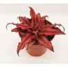 Cryptanthus bivittatus 'Red Star'