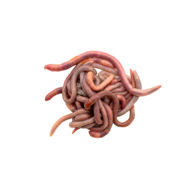 Dose lombrichi, Dendrobaena veneta