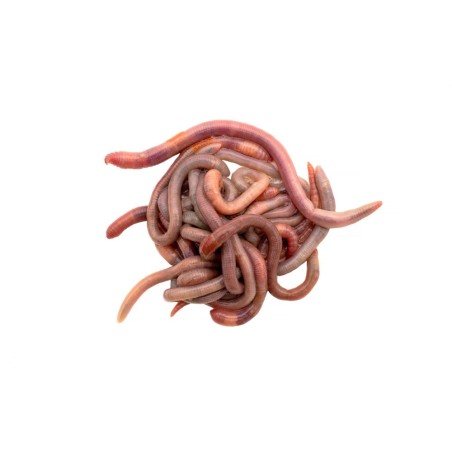 Dose lombrichi, Dendrobaena veneta