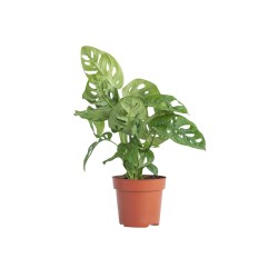 Monstera adansonii "Monkey mask"