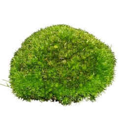 Muschio di sfagno vivo, 1 Litro