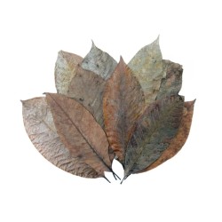 Foglie dell'albero della gomma