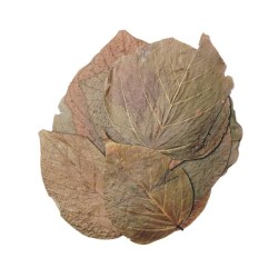 Foglie di corallo indiano