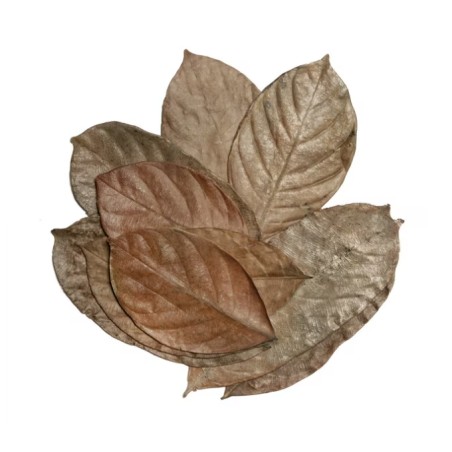 Foglie di jackfruit essiccate