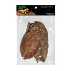 Foglie di jackfruit essiccate