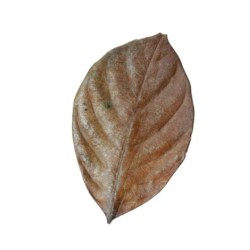 Foglie di jackfruit essiccate