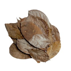 Foglie miste essiccate