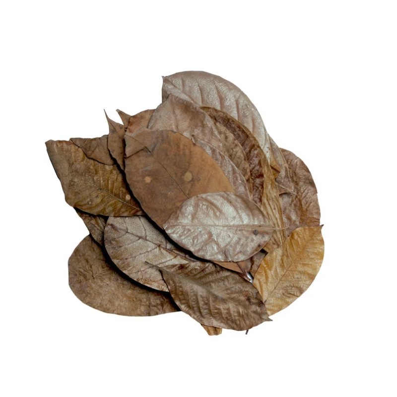 Foglie miste essiccate