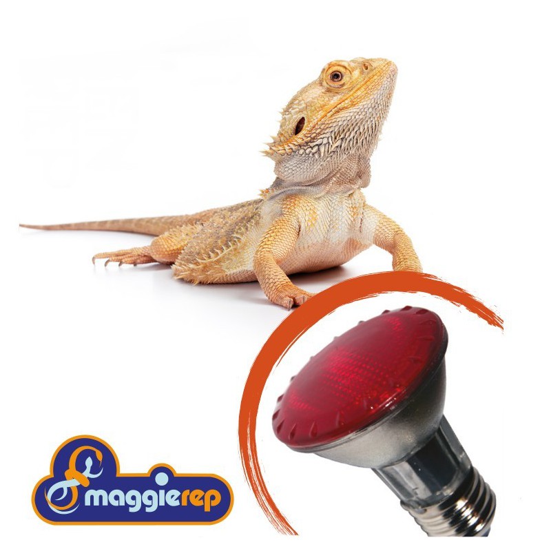Halogen spotlamp with red light for reptiles Maggie Rep