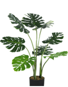 Piante per Terrari, Baby Plants, Alocasia, Monstera, Piante Carnivore...